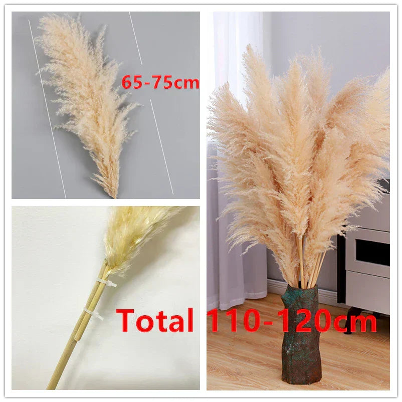 Hierba de Pampas BohoBliss Secada para Decoración Bohemia del Hogar y Centros de Mesa