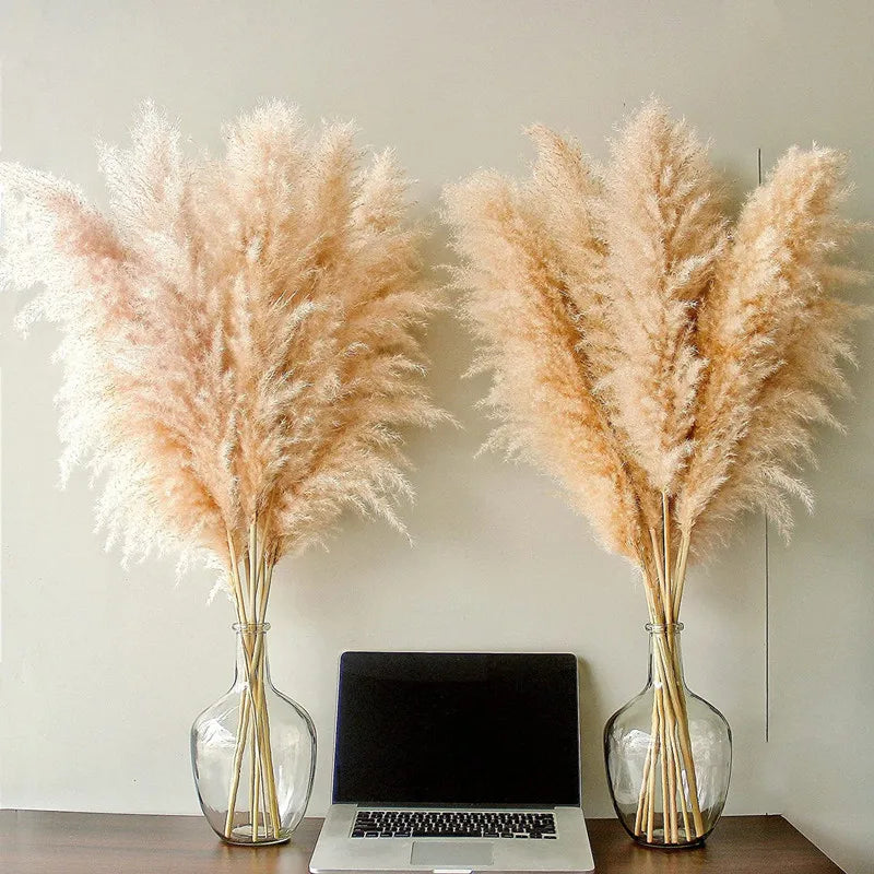 Hierba de Pampas BohoBliss Secada para Decoración Bohemia del Hogar y Centros de Mesa