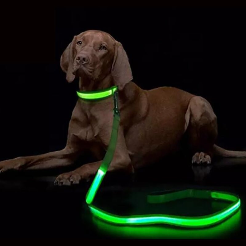 LumaTrail LED Dog Leash With USB Charging And Reflective Design