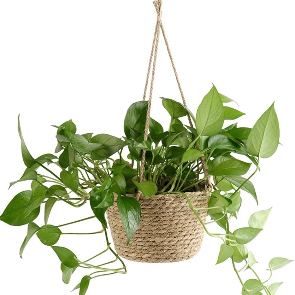 Verdant Knot Rustic Hand-Knotted Macrame Plant Hanger For Orchids And Houseplants
