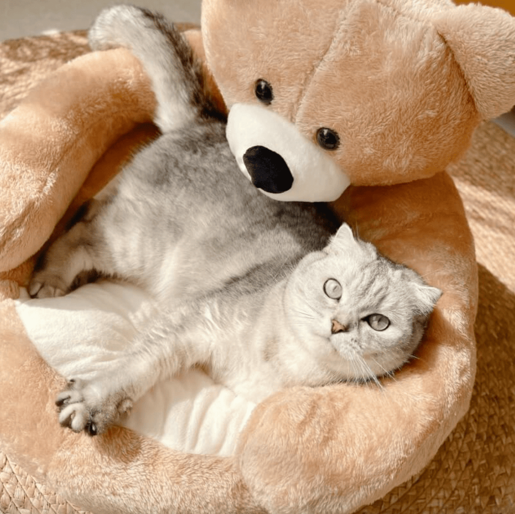 NestNook Cuccia per Gatti Accogliente con Sicurezza e Comfort