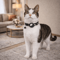 WhiskGuard GPS Tracker Collar for Cat Safety and Visibility
