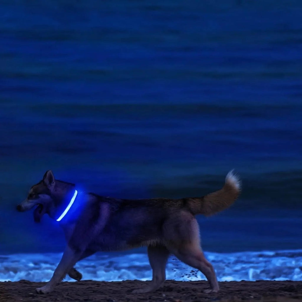 LumenPaws LED Safety Dog Collar With Adjustable Fit