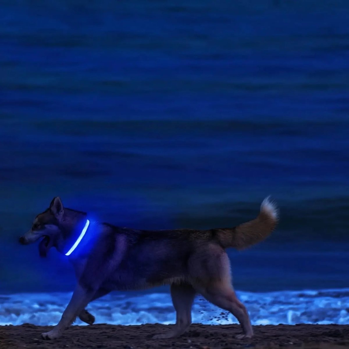 LumenPaws LED Safety Dog Collar With Adjustable Fit
