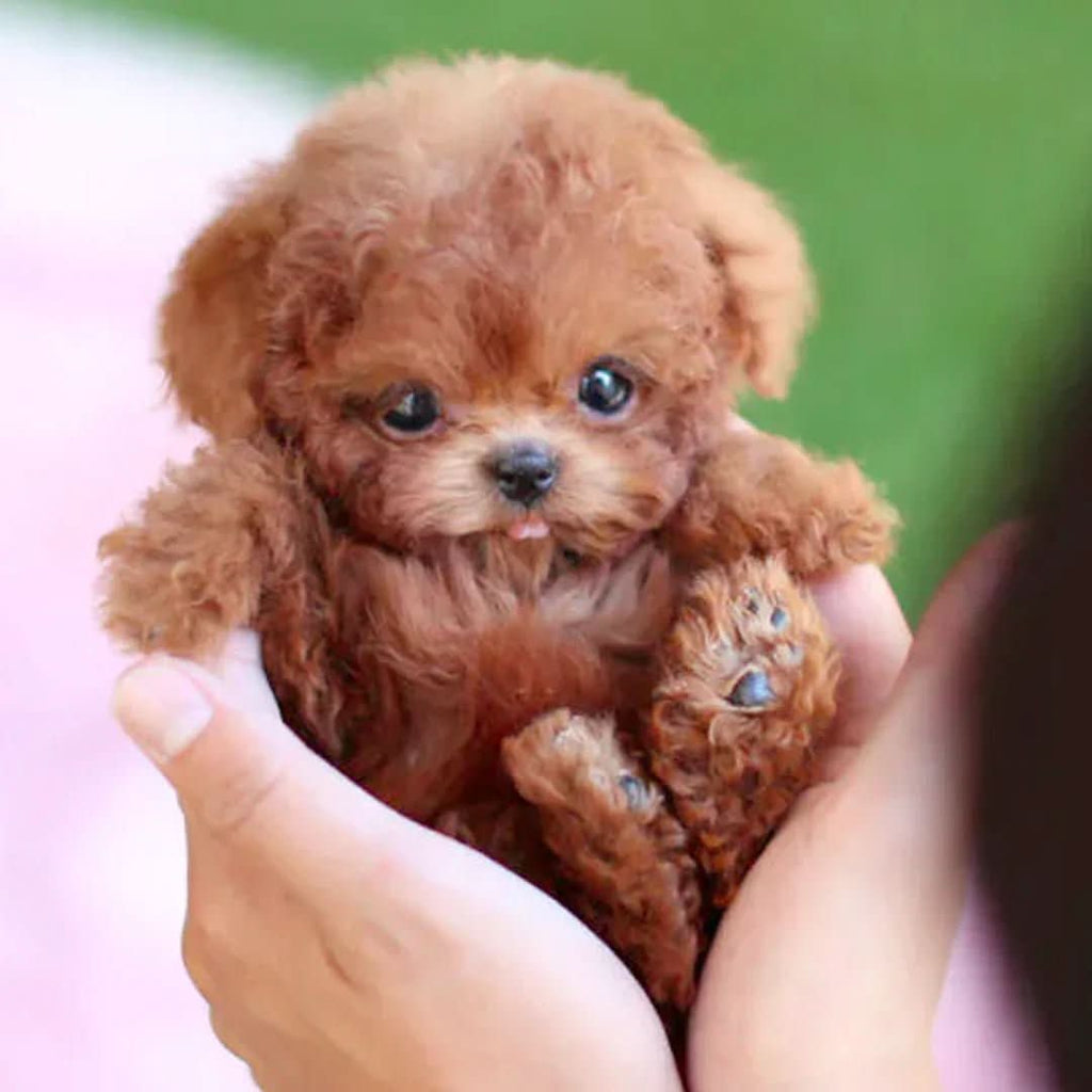 CuddlePulse Beweglicher Plüschhund für Kinder für spielerischen Kuschelspaß