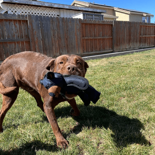 NovaPaws Interaktives Hundespielzeug mit Quietscher für Haustiere