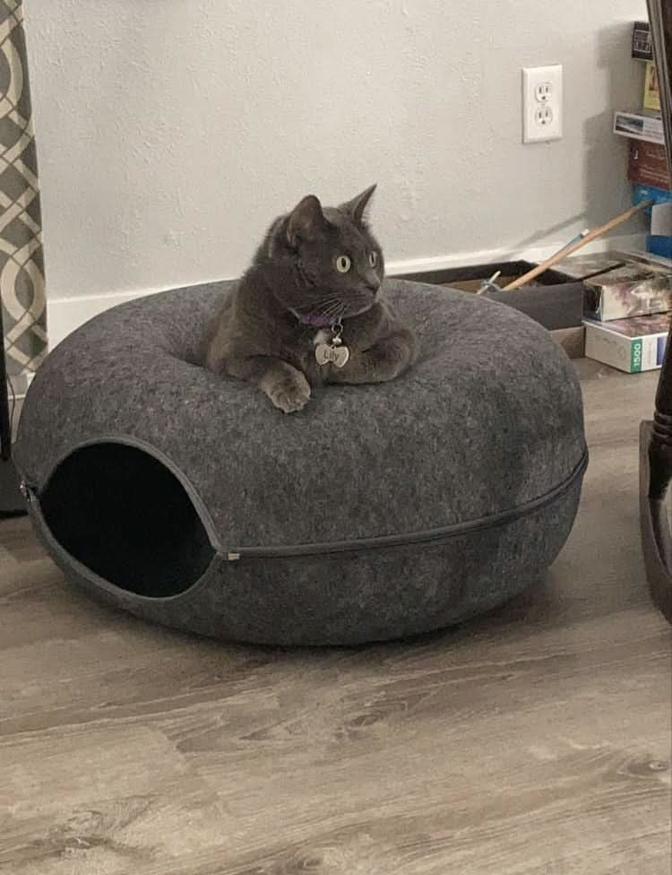 SerenePaw Tunnel Di Lusso Per Gatti Con Area Dormitorio Per Gatti Da Interno