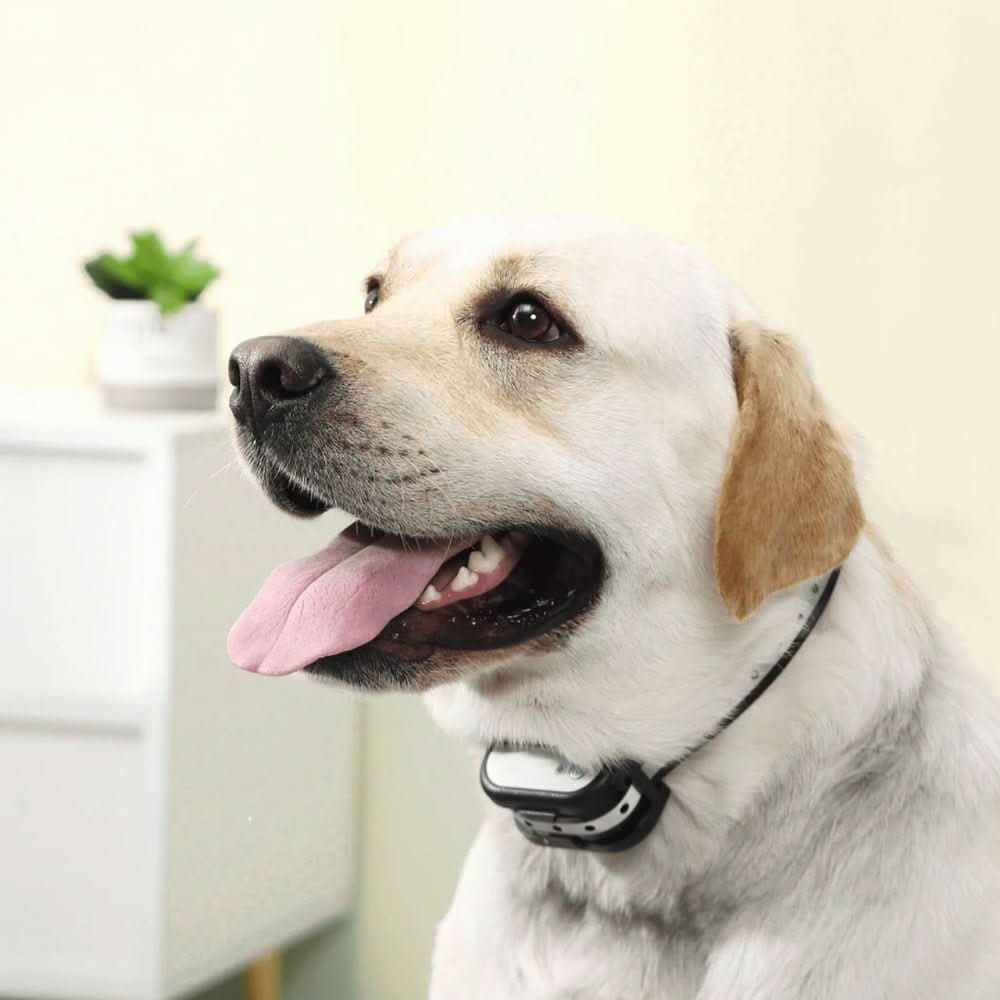 PawGuard 300 Wireless Dog Fence And Training Collar System