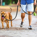 Reflective Leash For Dogs Featuring Strengthened Clasp Design