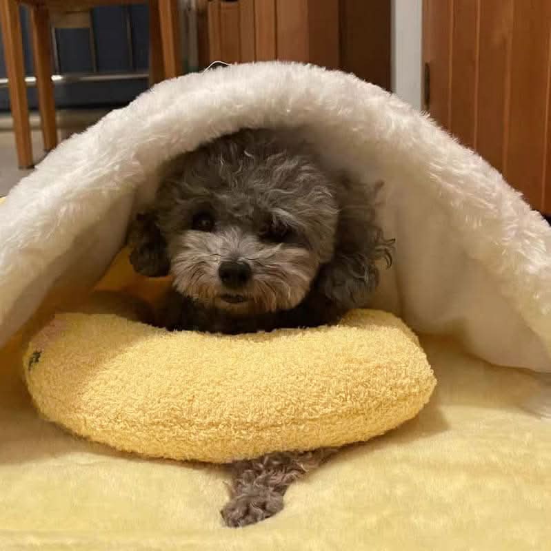 Coussin orthopédique de luxe SerenePaw pour chien, contre stress et anxiété
