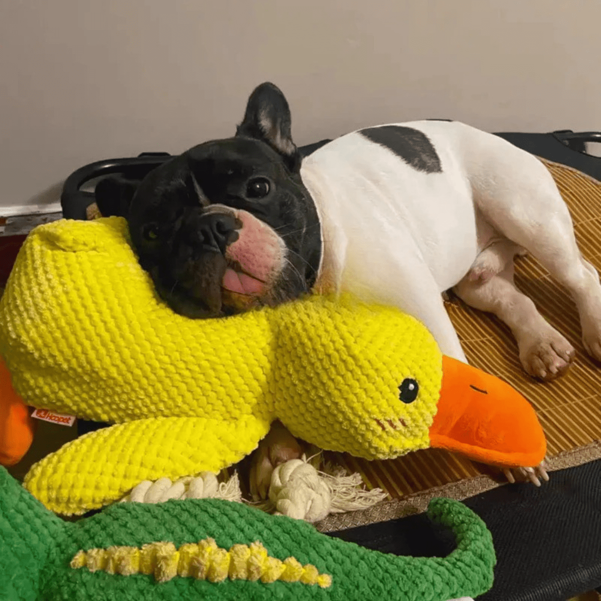 CozyBeak Plush Dog Toy With Soft Squeaky Duck Comfort