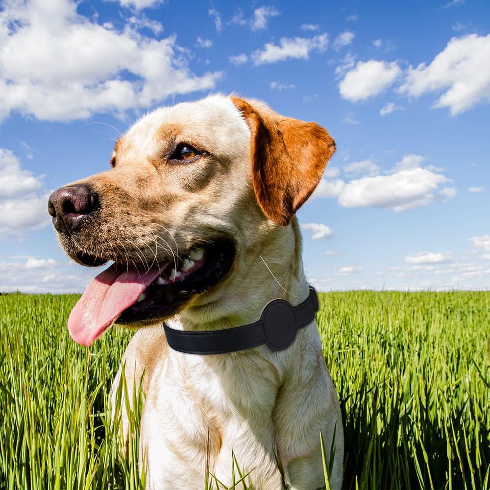PawGuard Collar With Integrated AirTag Holder for Safety and Style