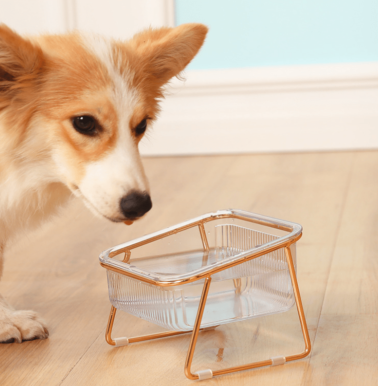 PawNova Hævet Foderskål til Katte og Små Hunde