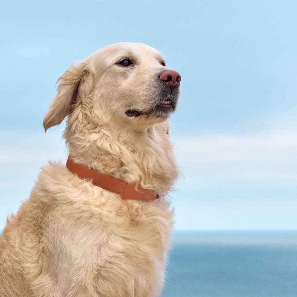 PawGuard Collar With Integrated AirTag Holder for Safety and Style