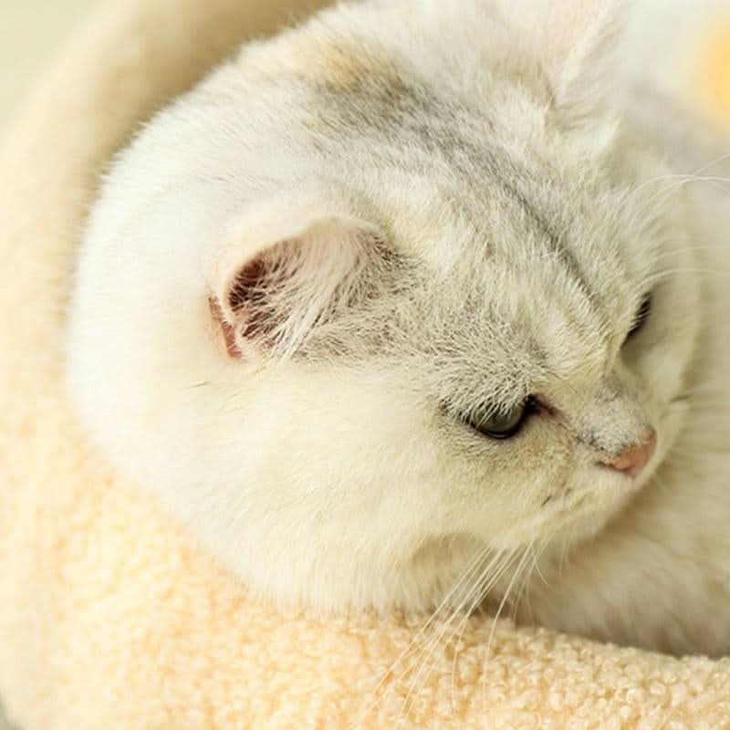 SilkPaw Retreat Stylish Hideaway With Scratching Surface And Cozy Cushion