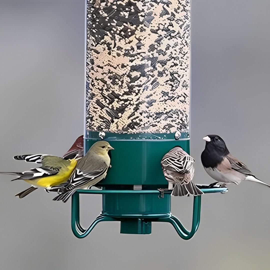 AeroGuard Squirrel Proof Birdhouse With Weight Controlled Feeder