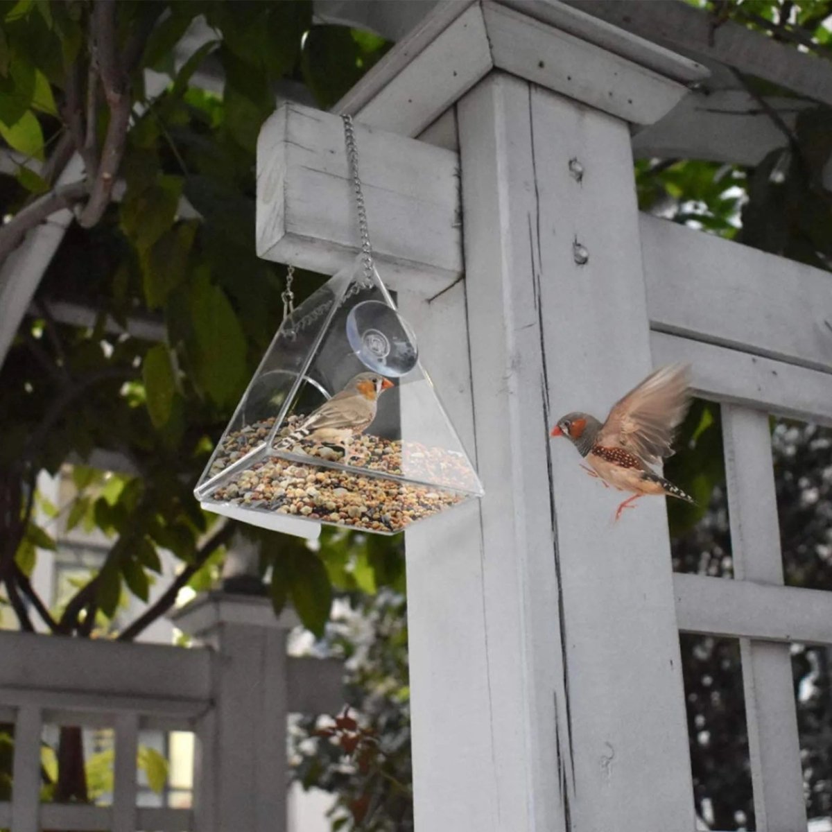 AeroFeeder Acrylic Bird Feeder for Outdoors With Triangular Wind Protection Design
