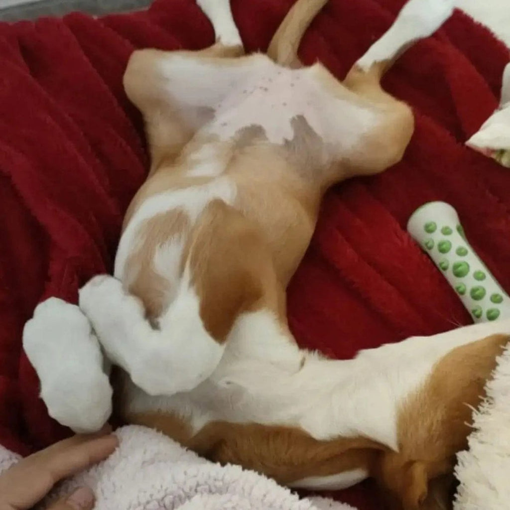CalmPaws Duftendes Hundespielzeug mit sanfter Kräuterinfusion