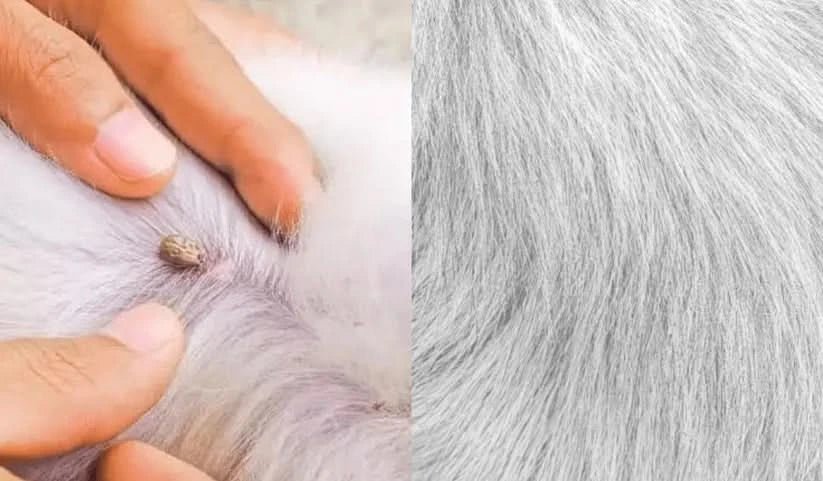 طوق حماية باو جارد للكلاب والقطط ضد البراغيث والقراد
