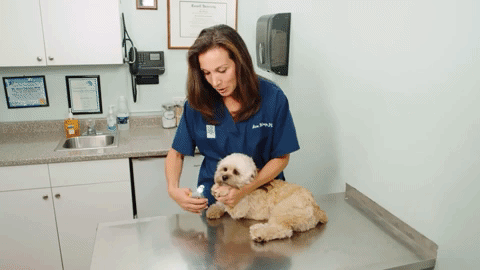 MAX Nail Clippers For Dogs With Fast Sensors For Safe Trimming