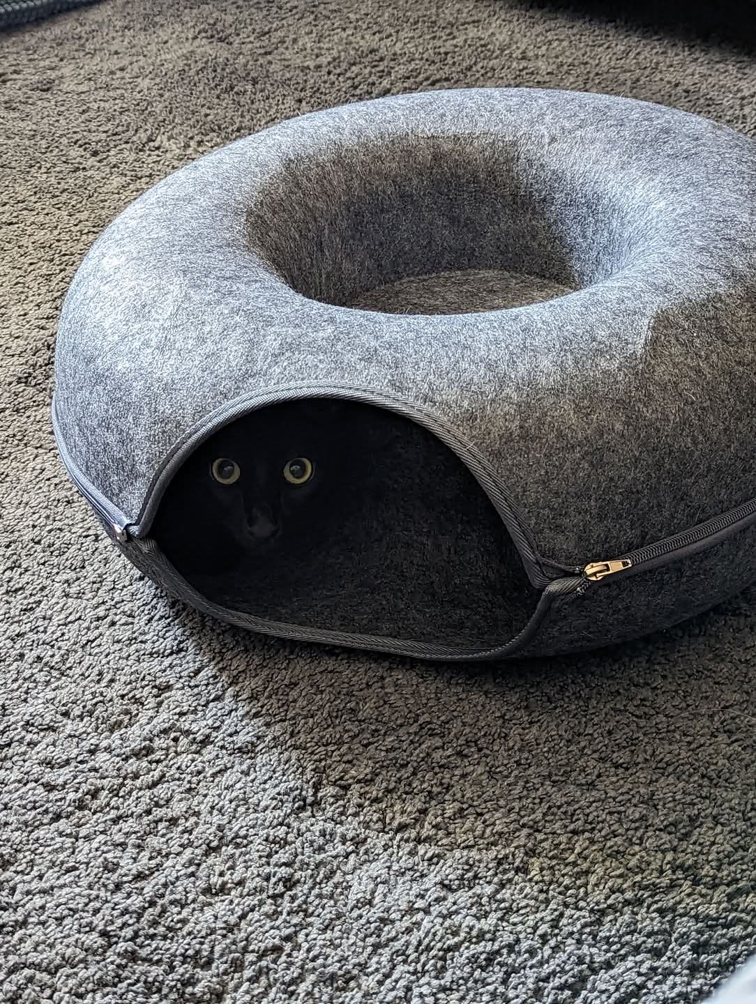 SerenePaw Tunnel Di Lusso Per Gatti Con Area Dormitorio Per Gatti Da Interno