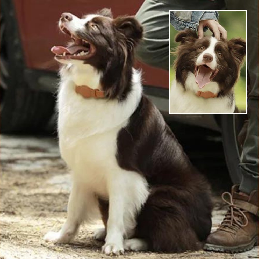 Collier pour chien AuroraLeather AirTag avec style premium et suivi sécurisé | Fervei