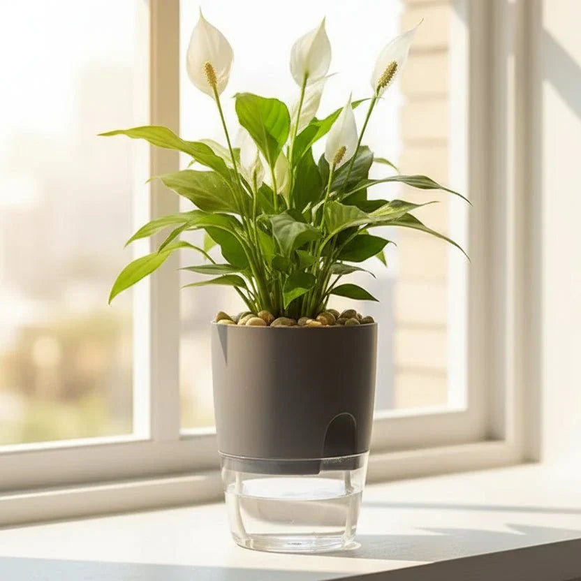 Vaso Idroponico Autoinnaffiante RootFloat per Piante da Interno